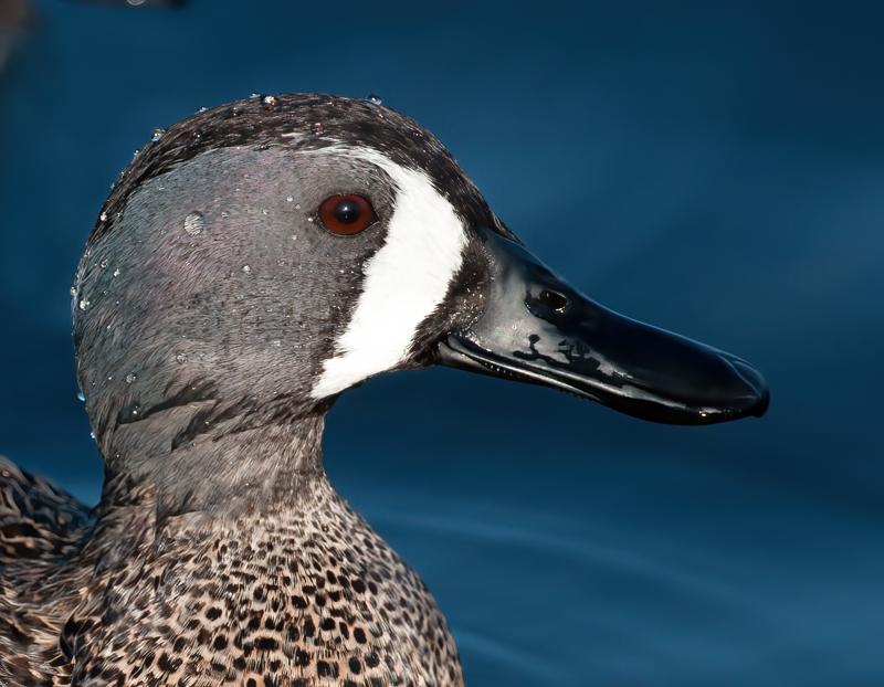 Blue_winged_Teal_10_FL_027