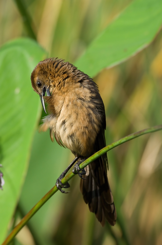 Boat_tailed_Grackle_08_FL_006