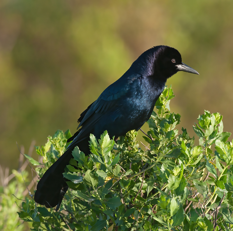 Boat_tailed_Grackle_10_FL_017