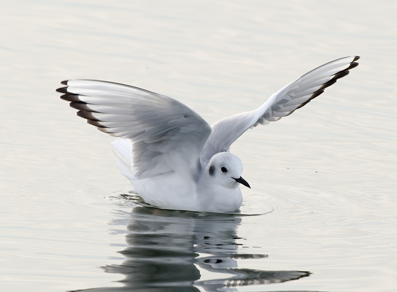 Bonapartes_Gull_10_CA_013