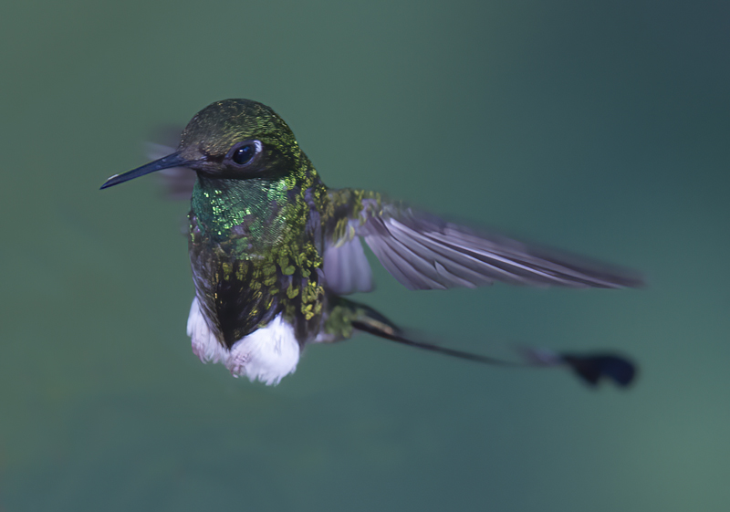 Booted_Racket-tailed_18_Ecuador_008