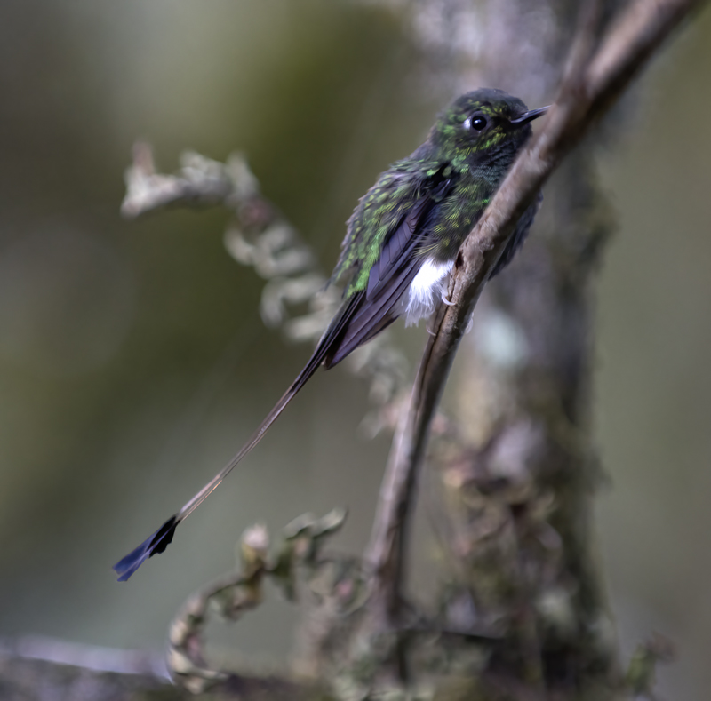 Booted_Racket-tailed_18_Ecuador_019