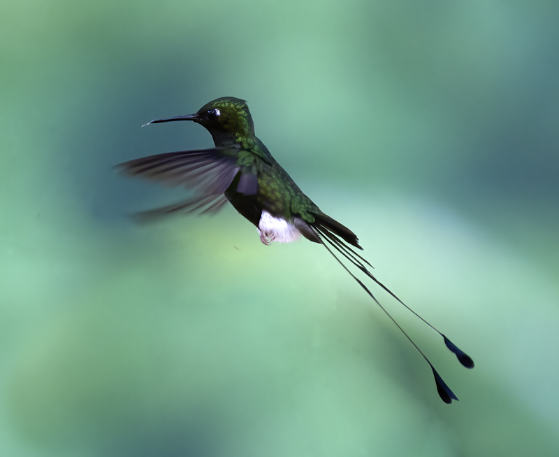 Booted_Racket-tailed_18_Ecuador_025