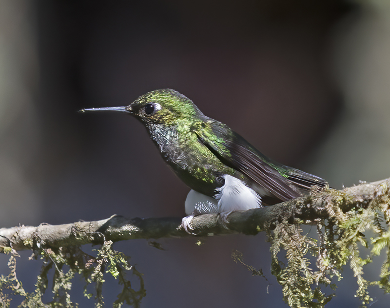 Booted_Racket-tailed_18_Ecuador_031