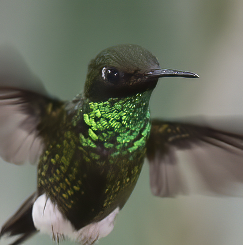 Booted_Racket-tailed_18_Ecuador_038