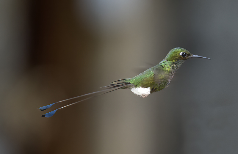 Booted_Racket-tailed_18_Ecuador_040