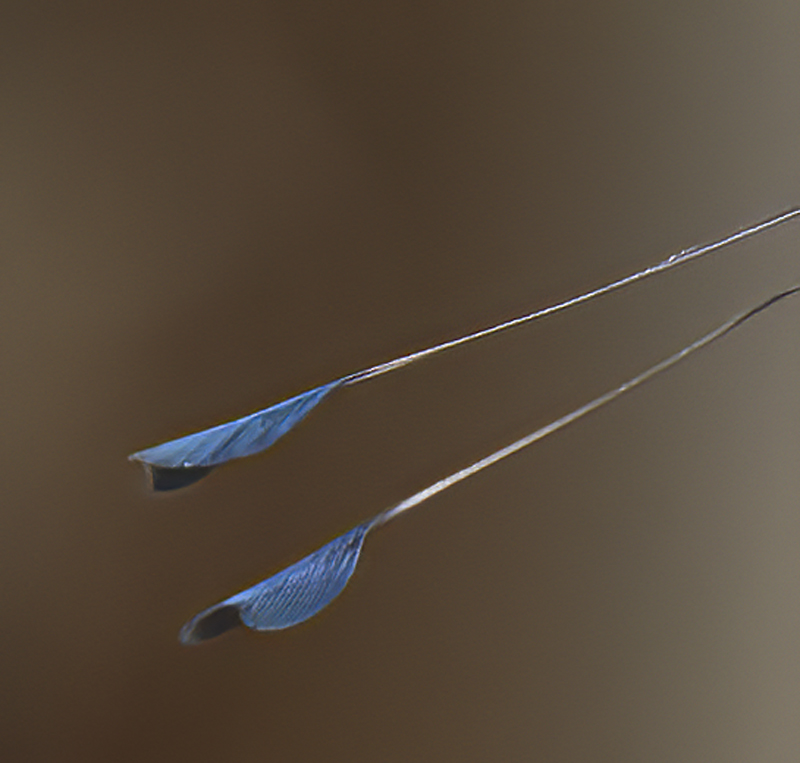 Booted_Racket-tailed_18_Ecuador_042