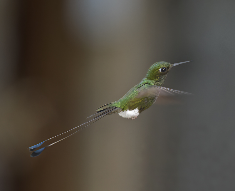 Booted_Racket-tailed_18_Ecuador_043