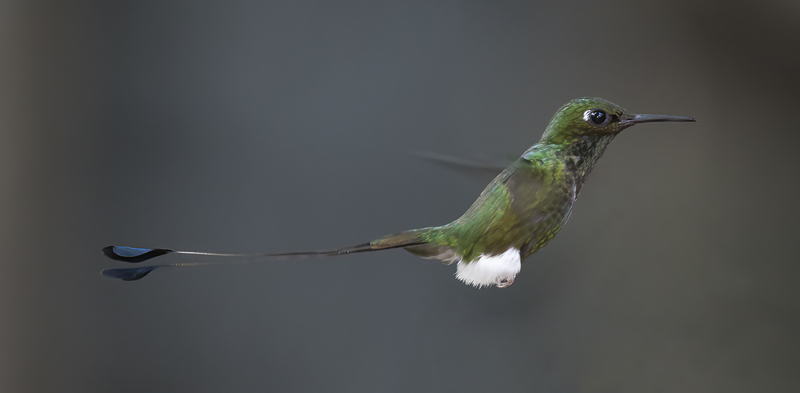 Booted_Racket-tailed_18_Ecuador_056