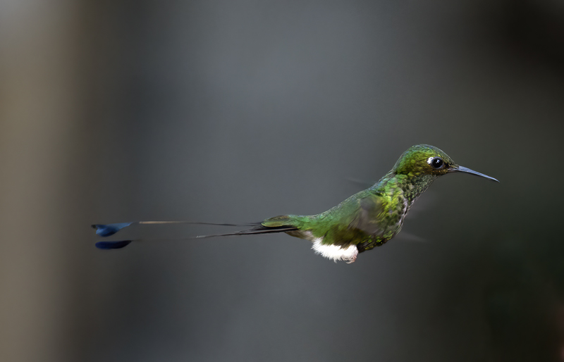 Booted_Racket-tailed_18_Ecuador_059