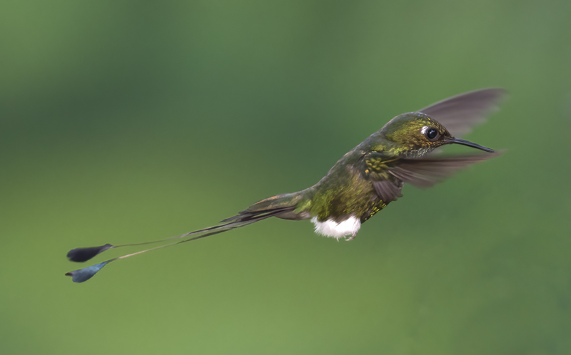 Booted_Racket-tailed_18_Ecuador_062