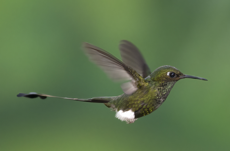 Booted_Racket-tailed_18_Ecuador_063