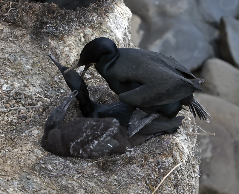Brandts_Cormorant_21_CA_025