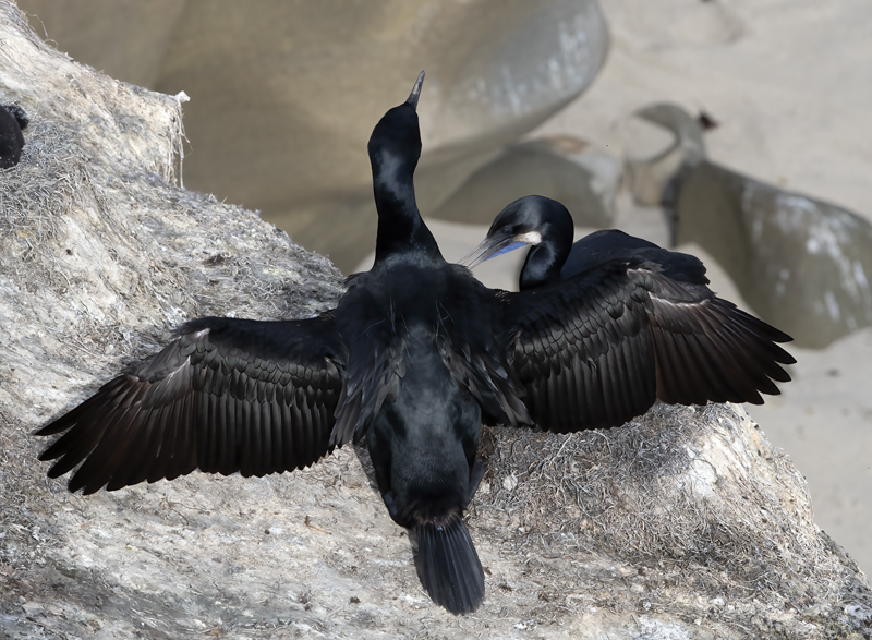 Brandts_Cormorant_21_CA_070