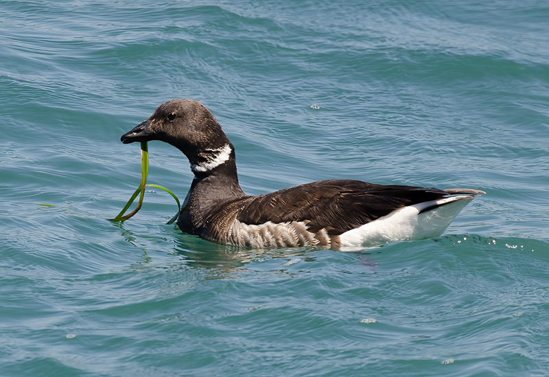 Brant_14_CA_008
