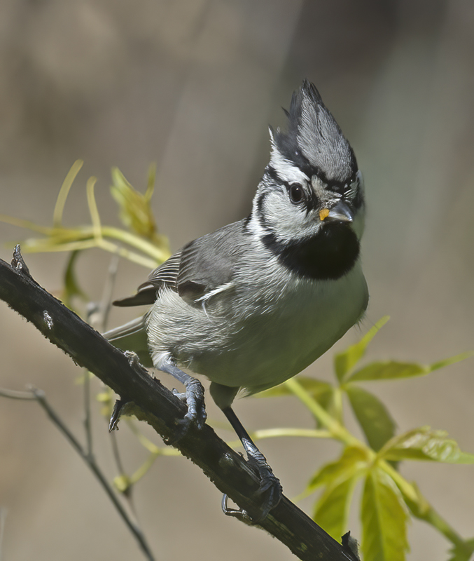 Bridled_Titmouse_15_AZ_001