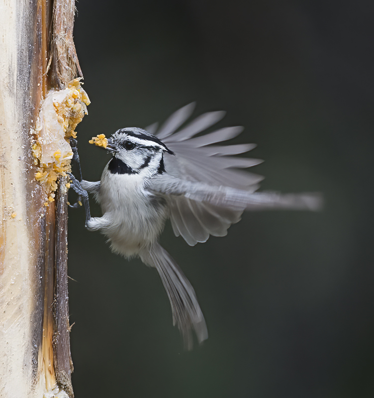 Bridled_Titmouse_15_AZ_005
