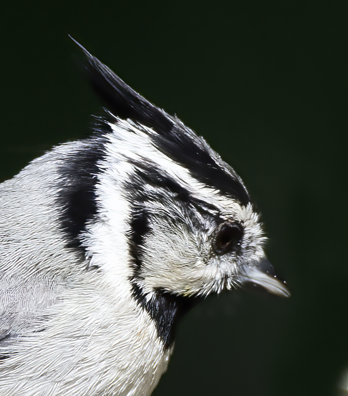 Bridled_Titmouse_15_AZ_006