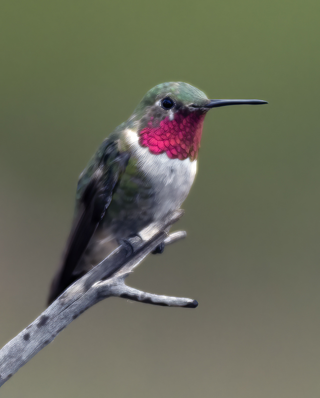 Broad-tailed_Hummingbird_18_AZ_081