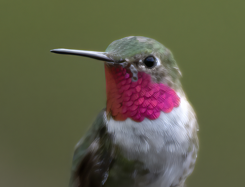 Broad-tailed_Hummingbird_18_AZ_086