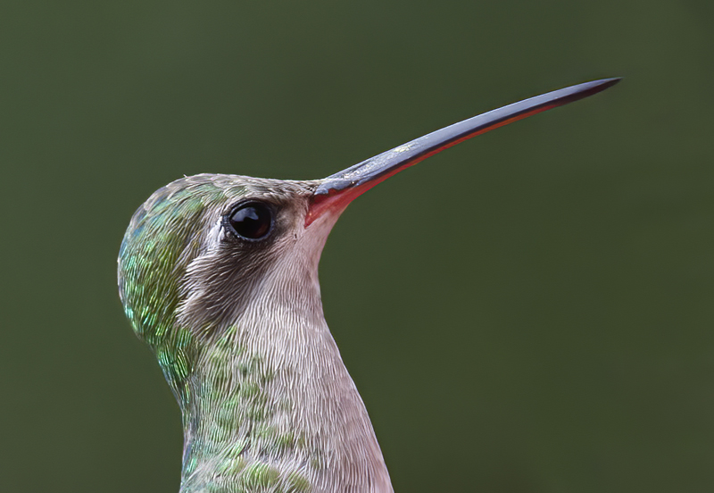 Broad_billed_Hummingbird_15_AZ_002