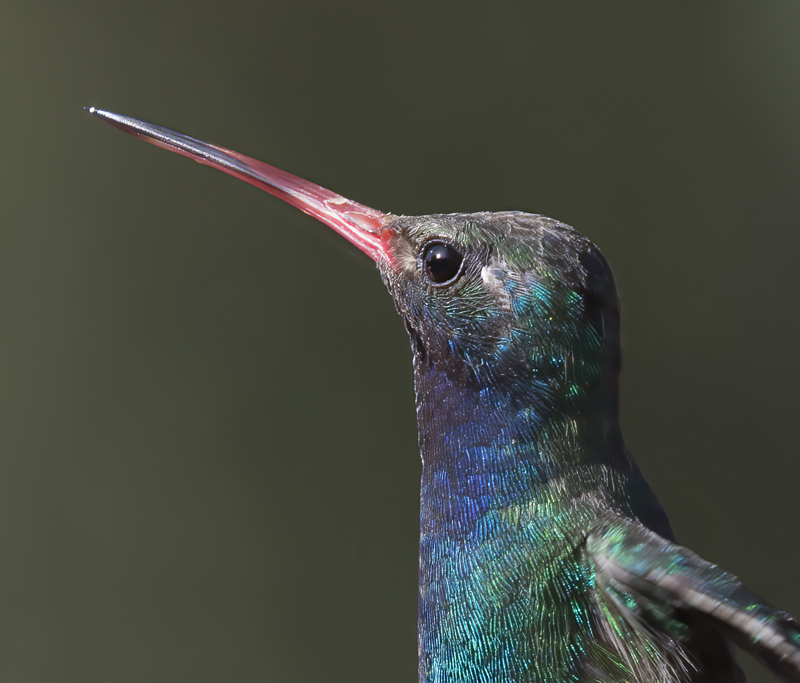 Broad_billed_Hummingbird_15_AZ_014