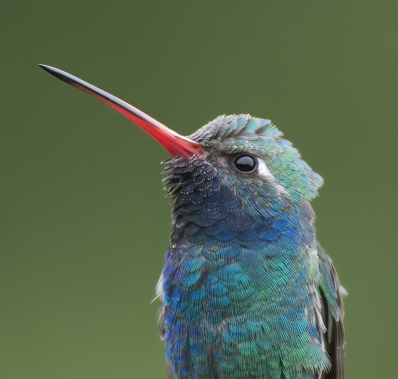 Broad_billed_Hummingbird_15_AZ_017