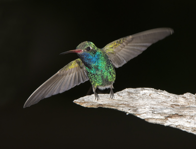 Broad_billed_Hummingbird_15_AZ_050