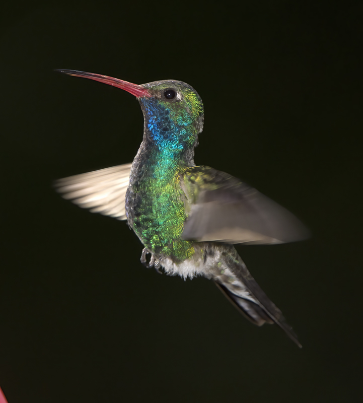 Broad_billed_Hummingbird_15_AZ_073