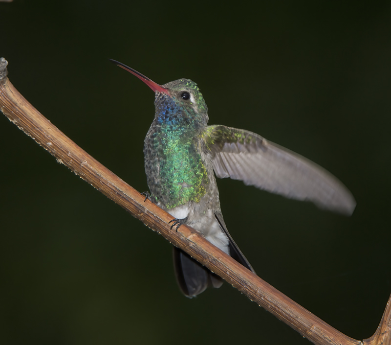 Broad_billed_Hummingbird_15_AZ_085