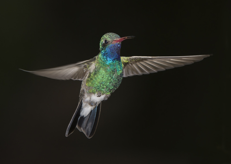 Broad_billed_Hummingbird_15_AZ_086