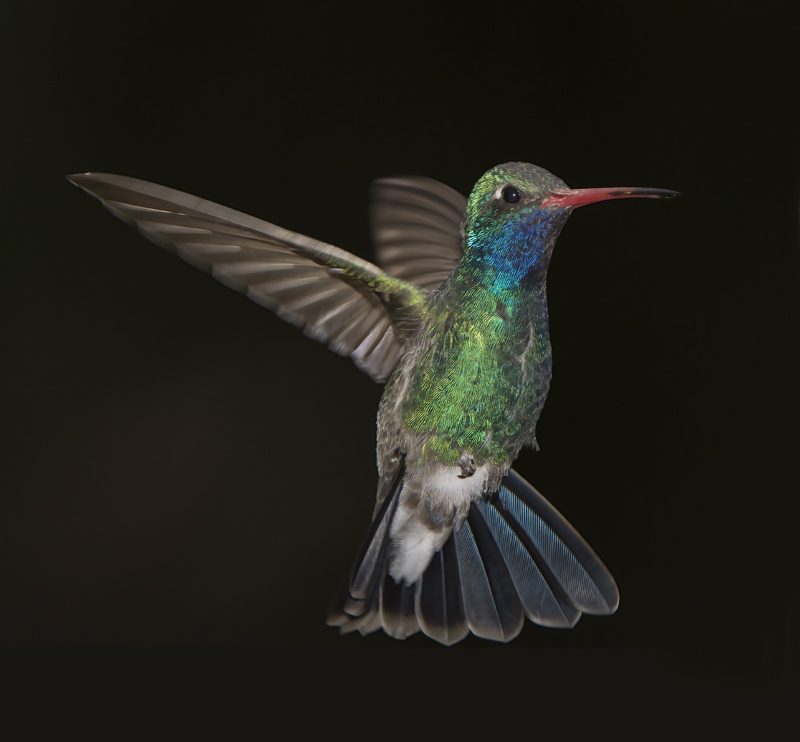 Broad_billed_Hummingbird_15_AZ_087