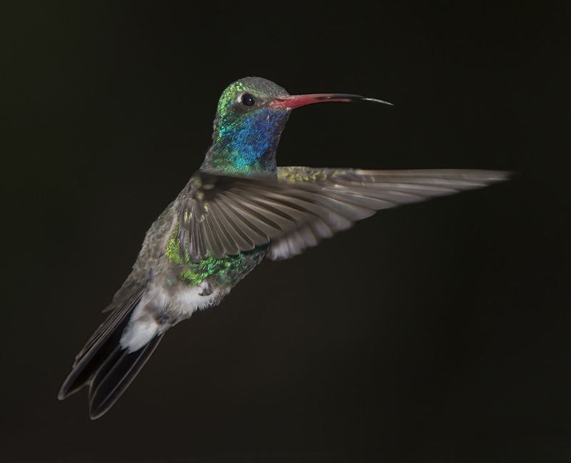 Broad_billed_Hummingbird_15_AZ_088