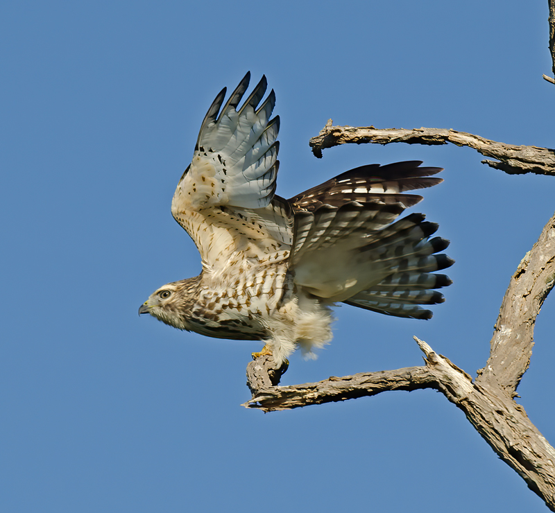 Broad_winged_Hawk_12_NJ_012
