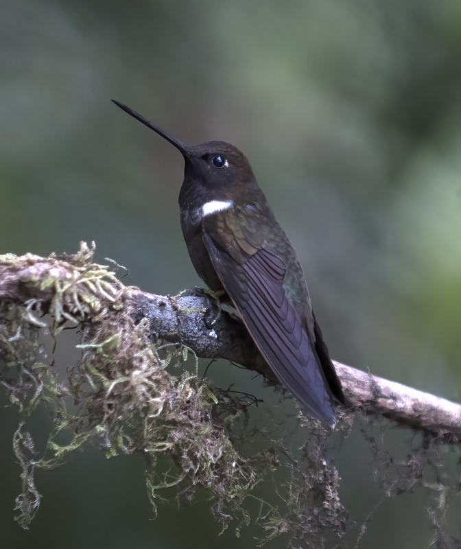 Brown_Inca_18_Ecuador_002