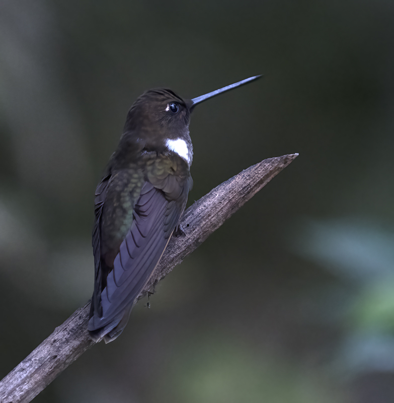 Brown_Inca_18_Ecuador_003