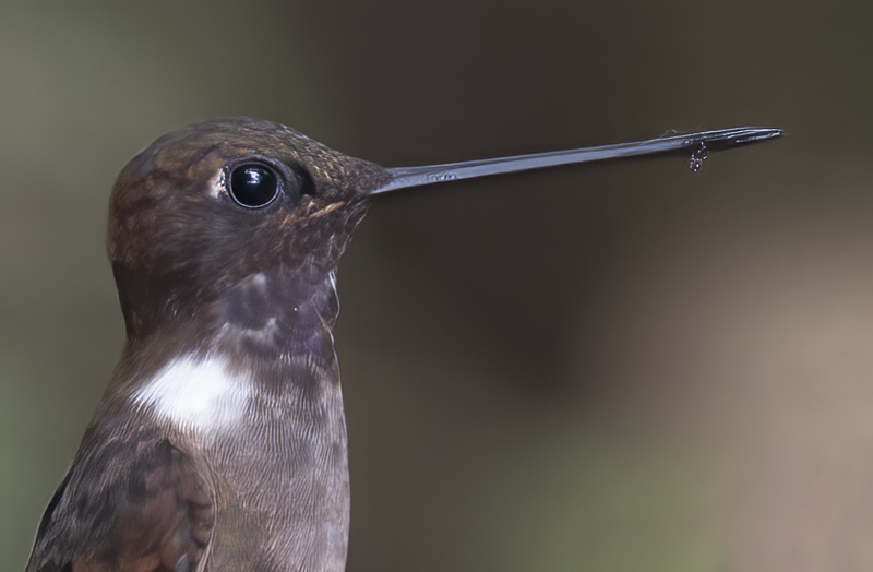 Brown_Inca_18_Ecuador_021