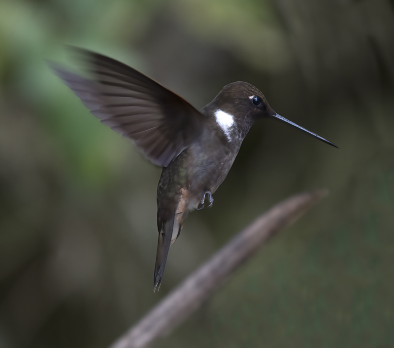 Brown_Inca_18_Ecuador_030