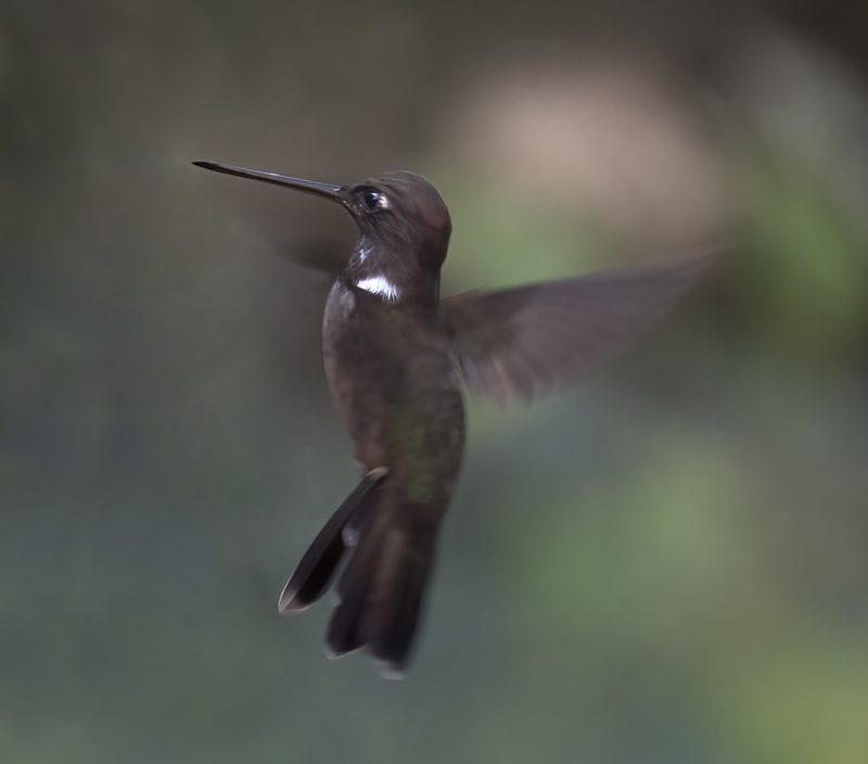 Brown_Inca_18_Ecuador_033