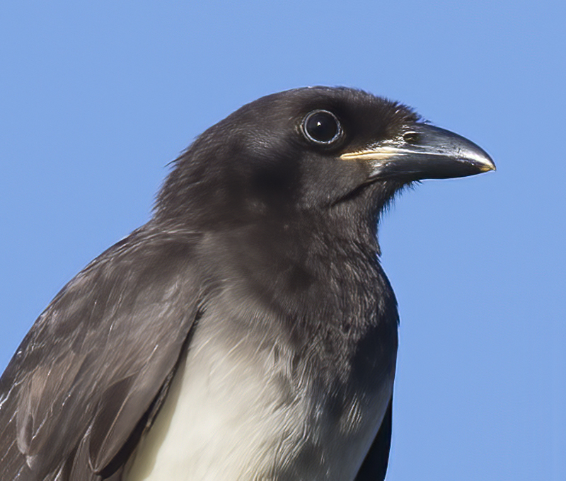 Brown_Jay_17_Costa_Rica_010