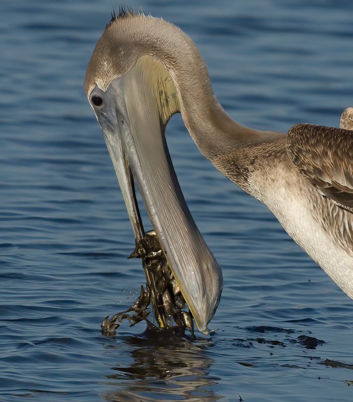 Brown_Pelican_08_FL_013