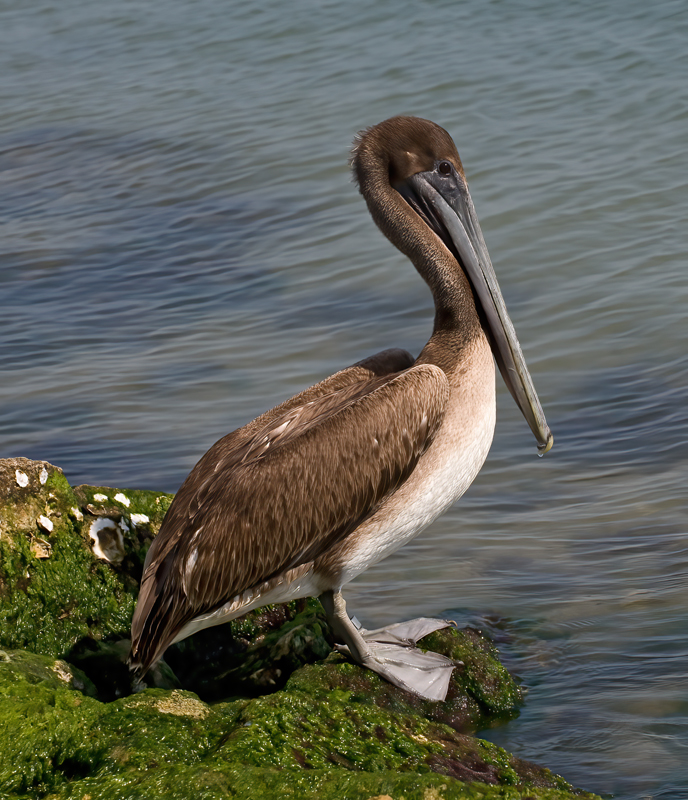 Brown_Pelican_09_FL_110