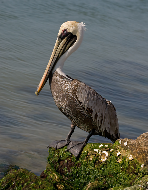 Brown_Pelican_09_FL_130