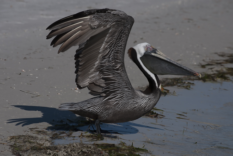 Brown_Pelican_09_FL_176