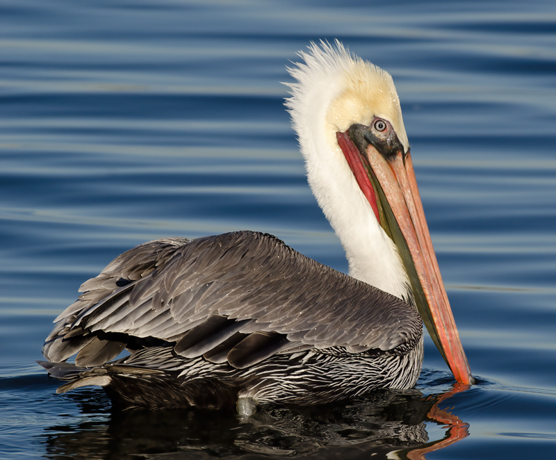 Brown_Pelican_10_CA_015