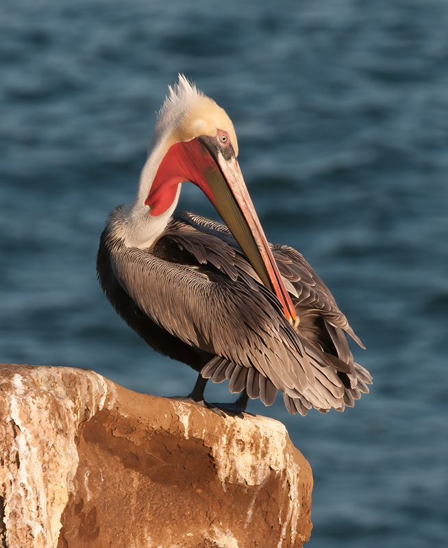 Brown_Pelican_10_CA_077