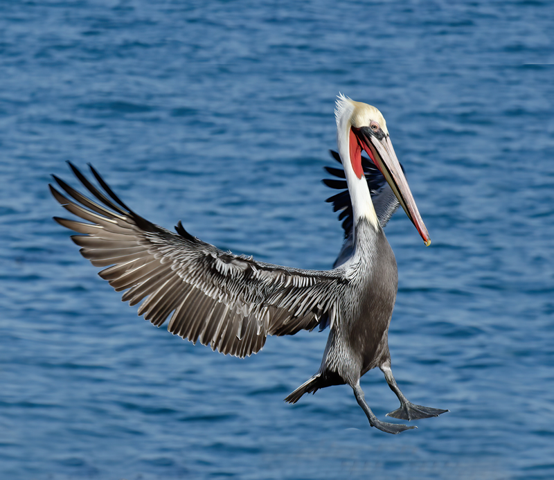 Brown_Pelican_10_CA_149