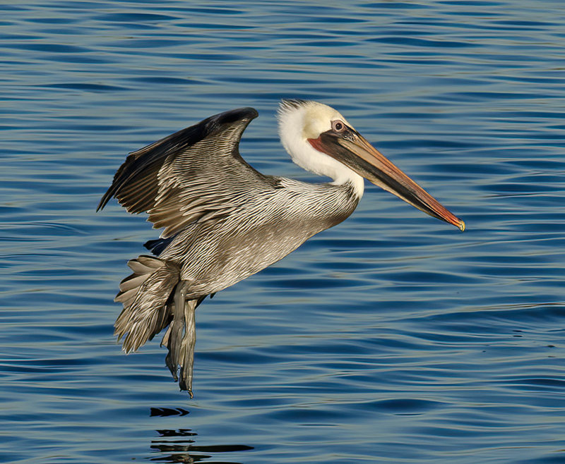 Brown_Pelican_10_CA_220