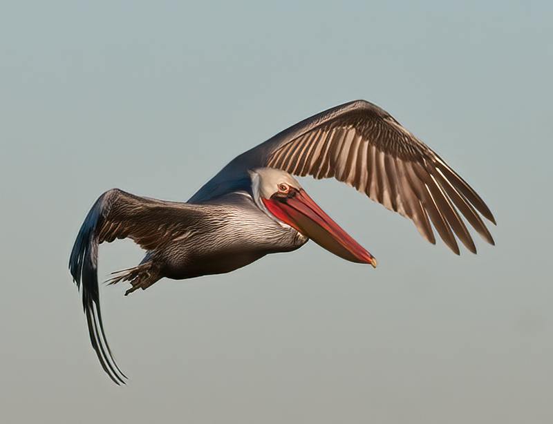 Brown_Pelican_10_CA_245