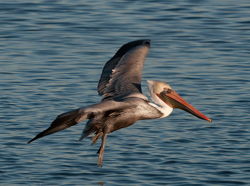 Brown_Pelican_10_CA_257